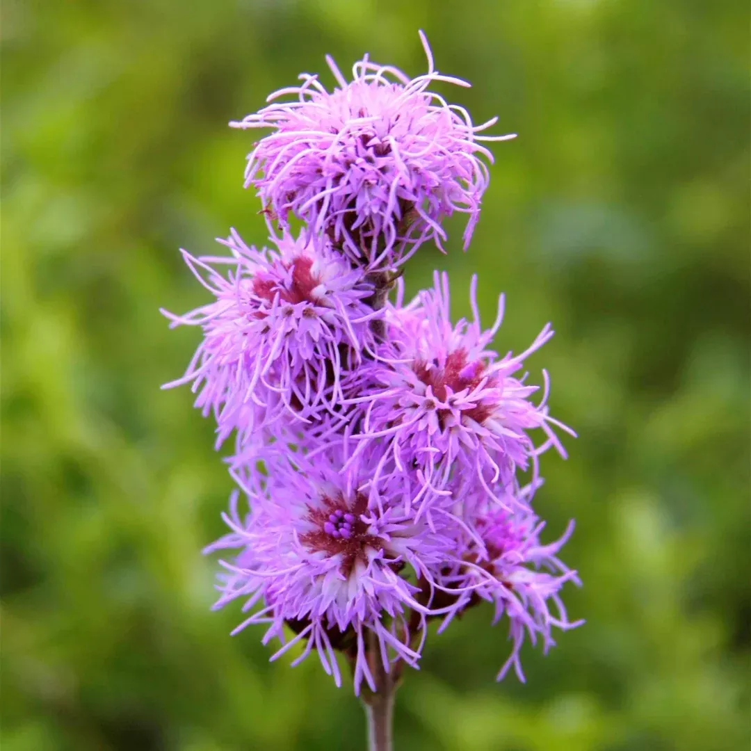 liatris-cylindrica Liatris cylindrica