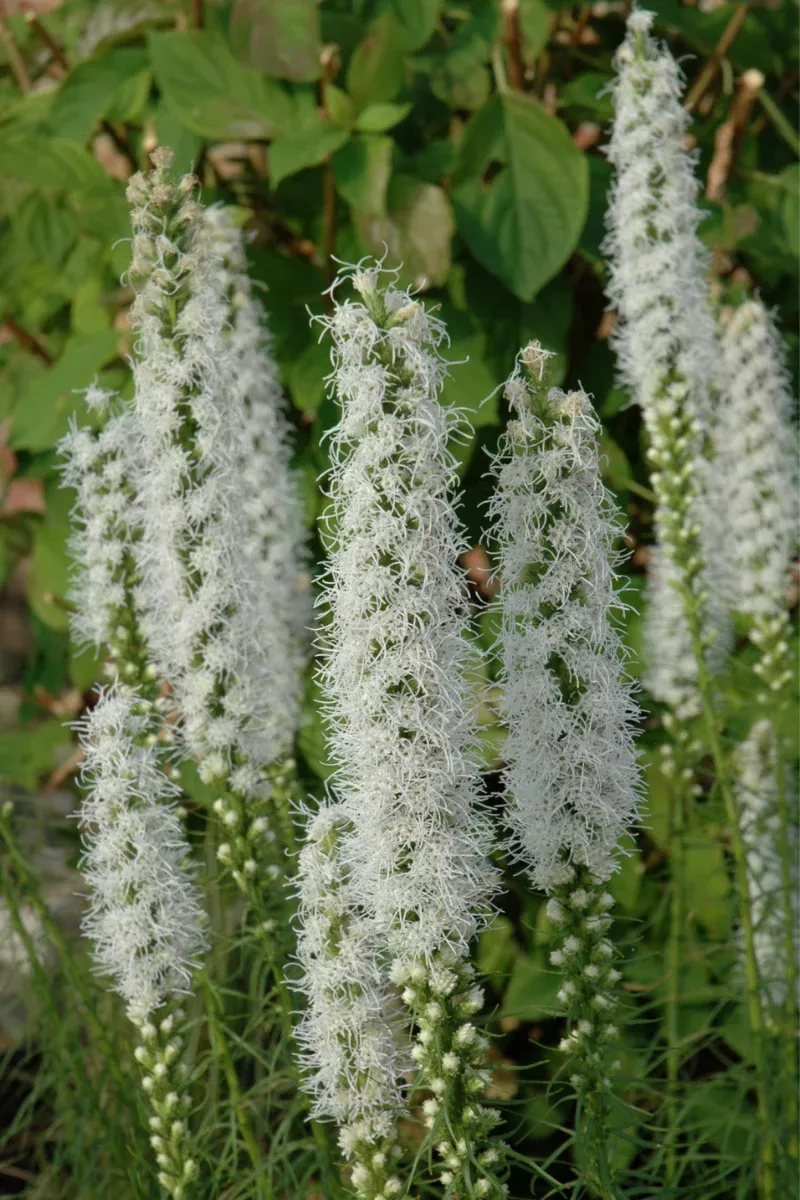 liatris-floristan-white Liatris 'Floristan White'