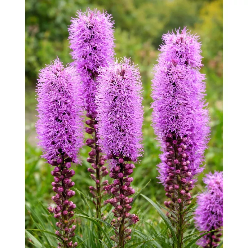 liatris-kobold Liatris 'Kobold'