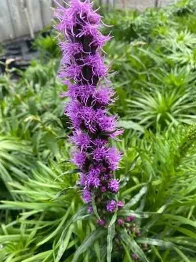liatris-spicata-blazing-star Liatris Spicata - Blazing Star