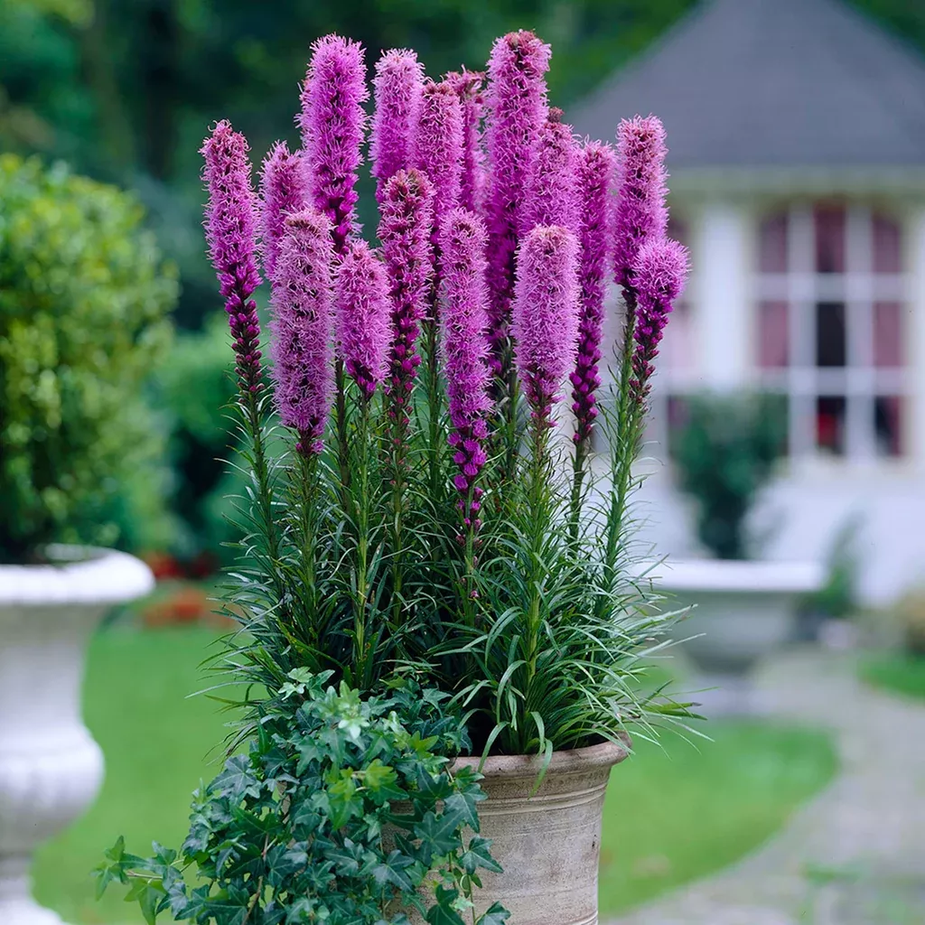liatris-spicata-giant-blazing-star Liatris Spicata - Giant - Blazing Star