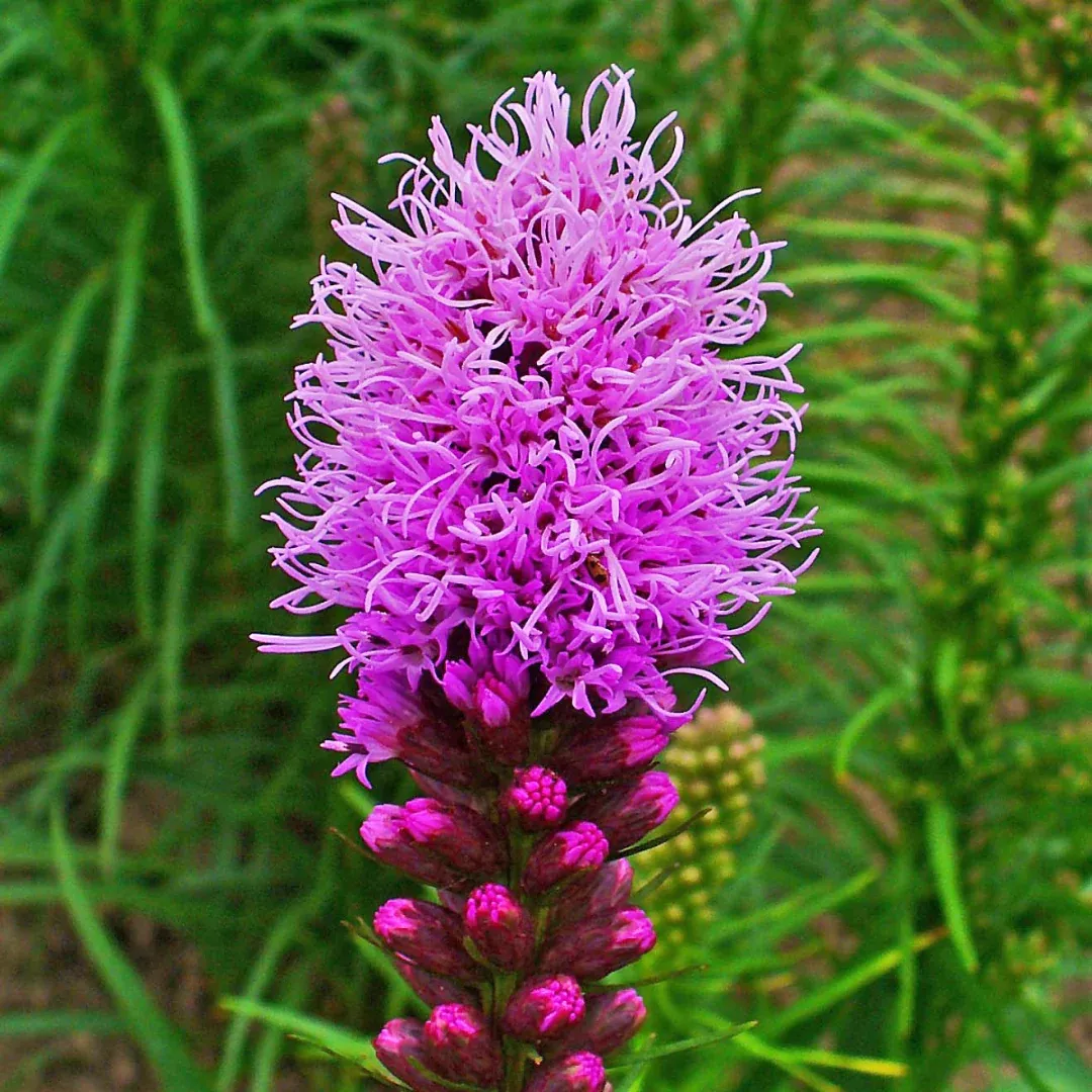 liatris-spicata Liatris spicata