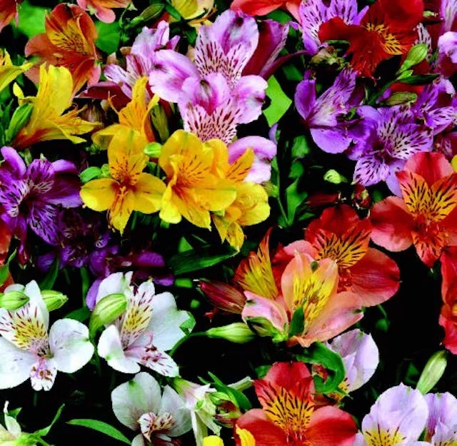 ligtu-hybrids-alstroemeria-seeds Ligtu Hybrids Alstroemeria Seeds