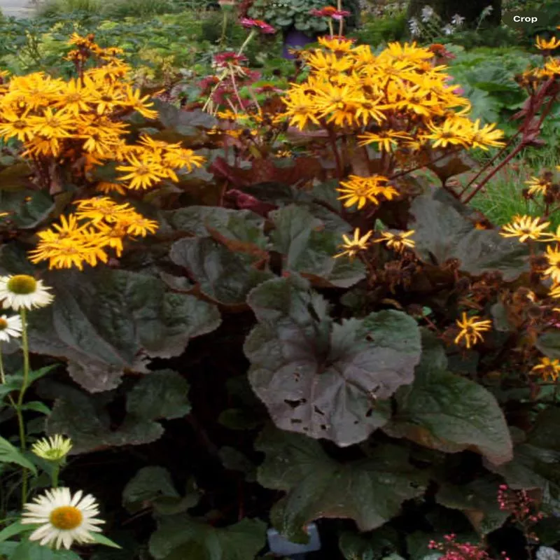 Ligularia 'Britt Marie Crawford'