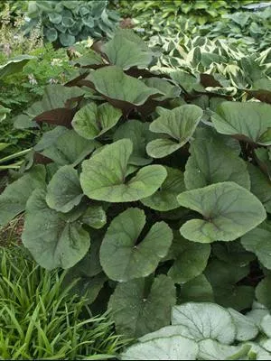 ligularia-d-midnight-lady-30-ct-flat Ligularia d. 'Midnight Lady' (30)ct Flat