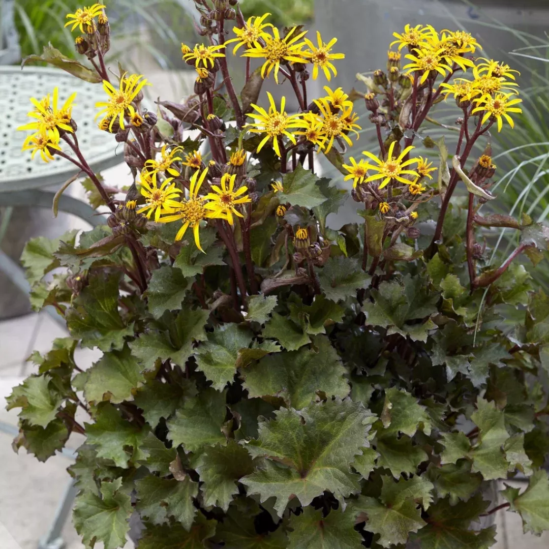 Ligularia 'Little Golden Ray'