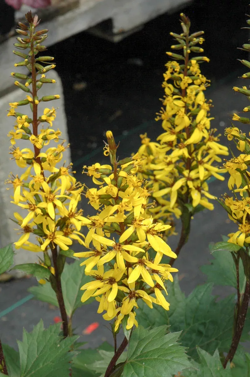 Ligularia 'Little Rocket'
