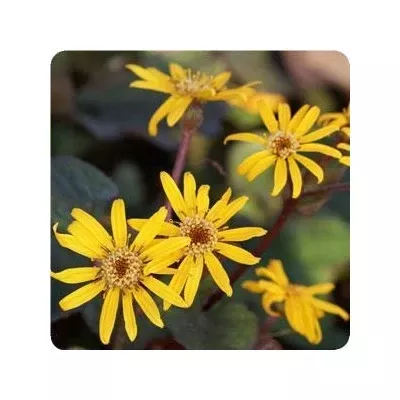 ligularia-midnight-lady-bigleaf-ligularia Ligularia Midnight Lady Bigleaf Ligularia