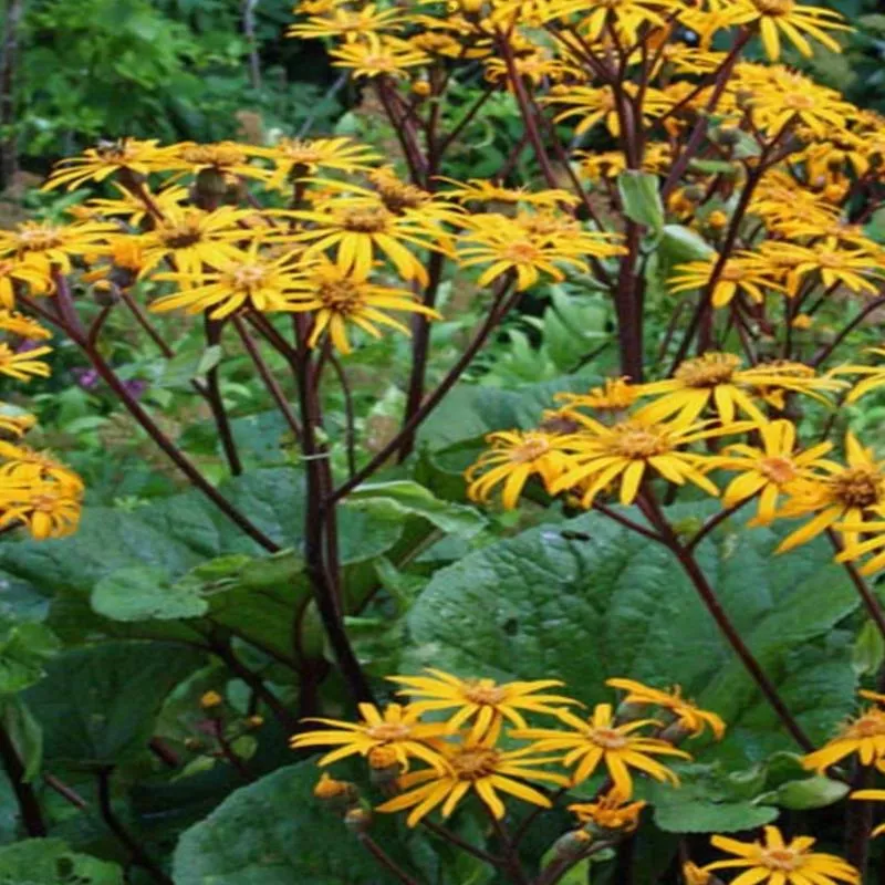 Ligularia 'Othello'