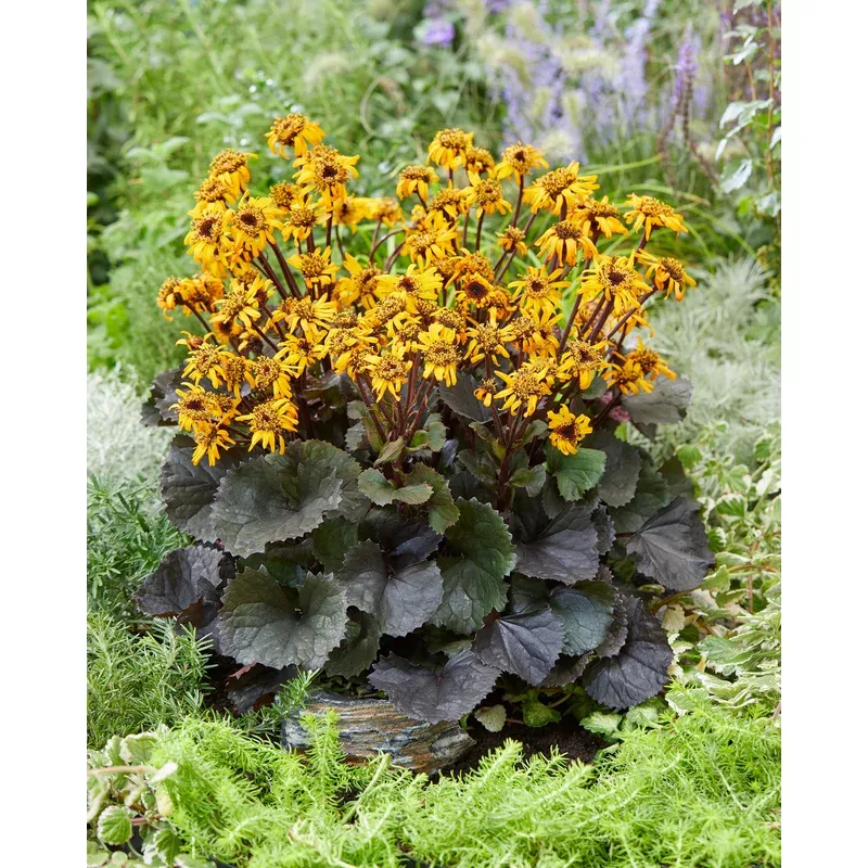 Ligularia 'Pandora'