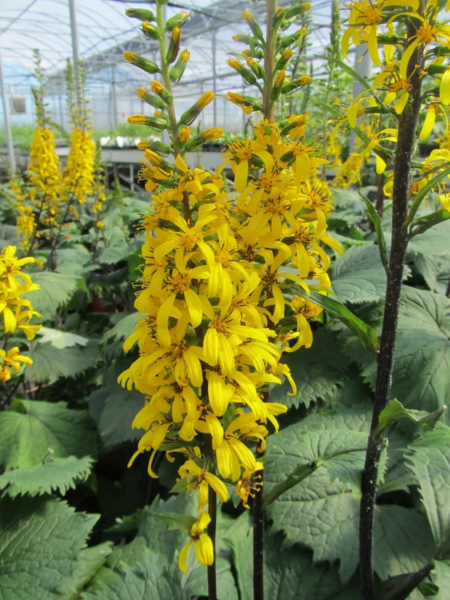 ligularia-rocket-2gal Ligularia: 'The Rocket' - 2Gal