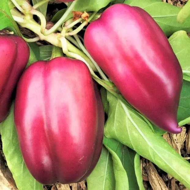 Lilac Bell Pepper