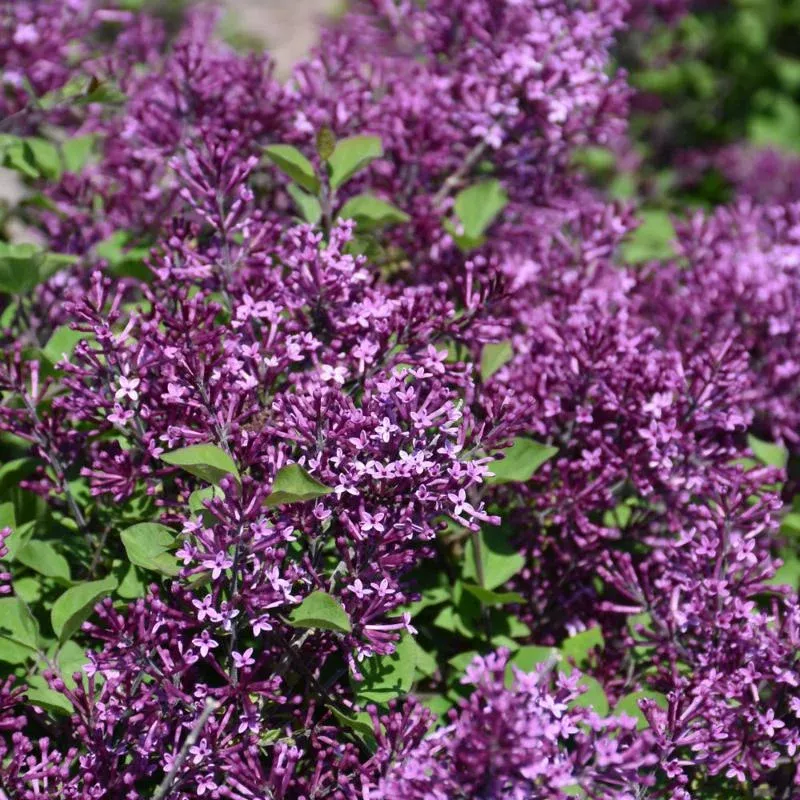 lilac-bloomerang-dark-purple Lilac 'Bloomerang Dark Purple'