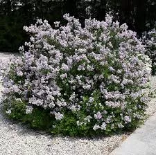 Lilac: 'Dwarf Korean' - 2Gal (Bl)
