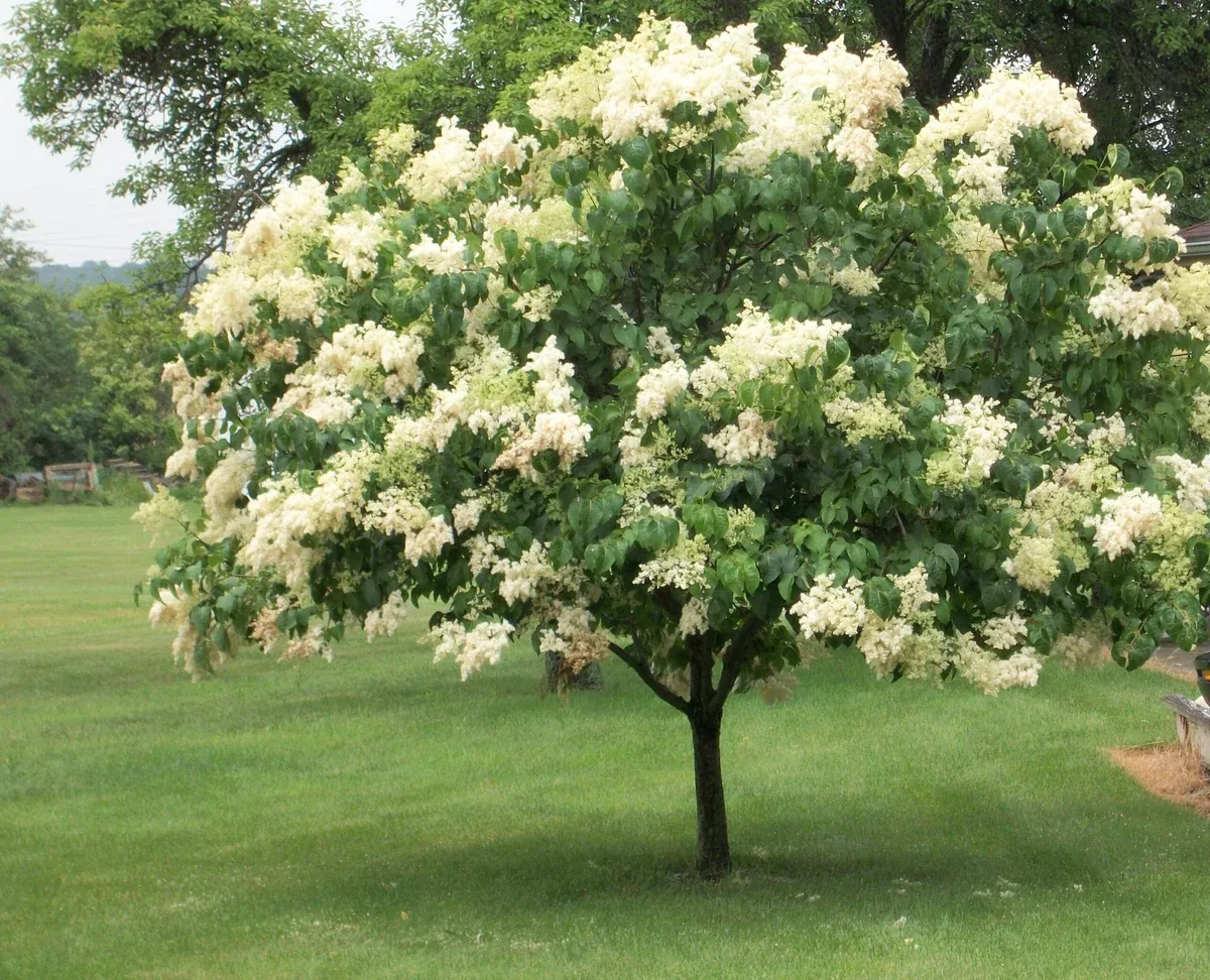 Lilac: 'Ivory Silk Japanese Tree' - (Bl)