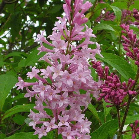 lilac-james-mcfarlane-preston-2-gal-bl Lilac:'James McFarlane Preston' - 2 Gal (Bl)