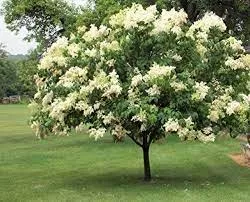 lilac-japanese-7gal Lilac:'Japanese' - 7Gal