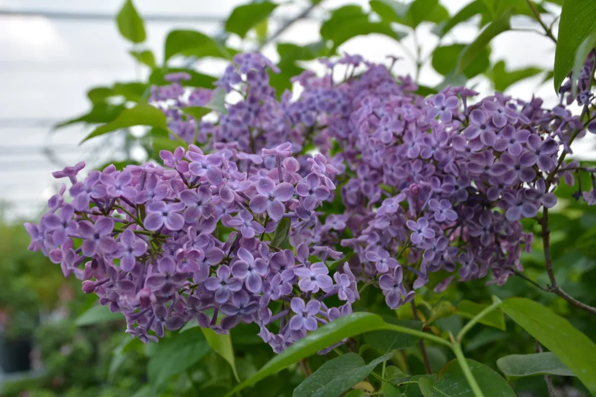 lilac-pocahontas-2-gal-jf Lilac: 'Pocahontas' - 2 Gal (Jf)