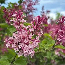 lilac-tinkerbelle-2gal-au Lilac: 'Tinkerbelle' - 2Gal (Au)