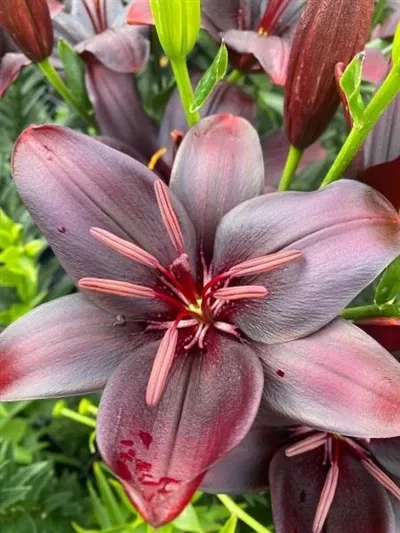 lilium-asciatic-blacklist-asciatic-lily Lilium Asciatic Blacklist Asciatic Lily