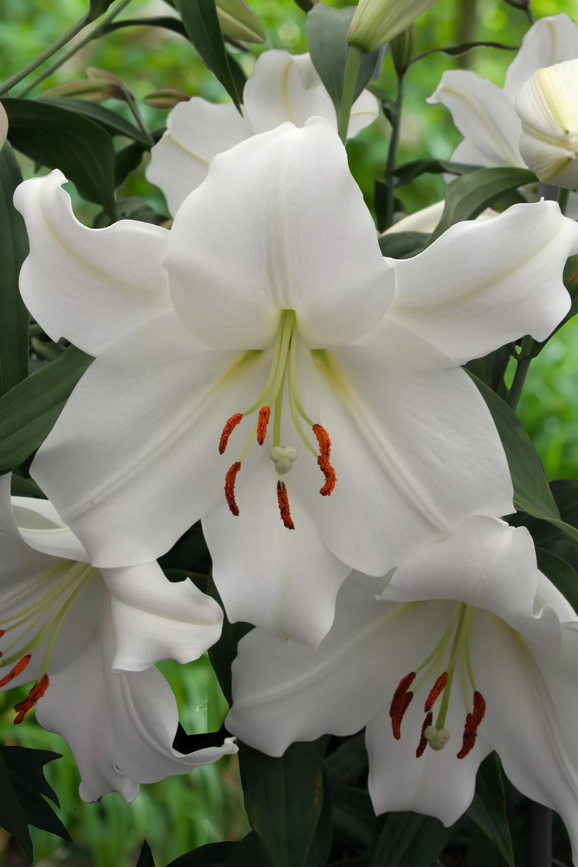 Lilium orientalis Casablanca Lily