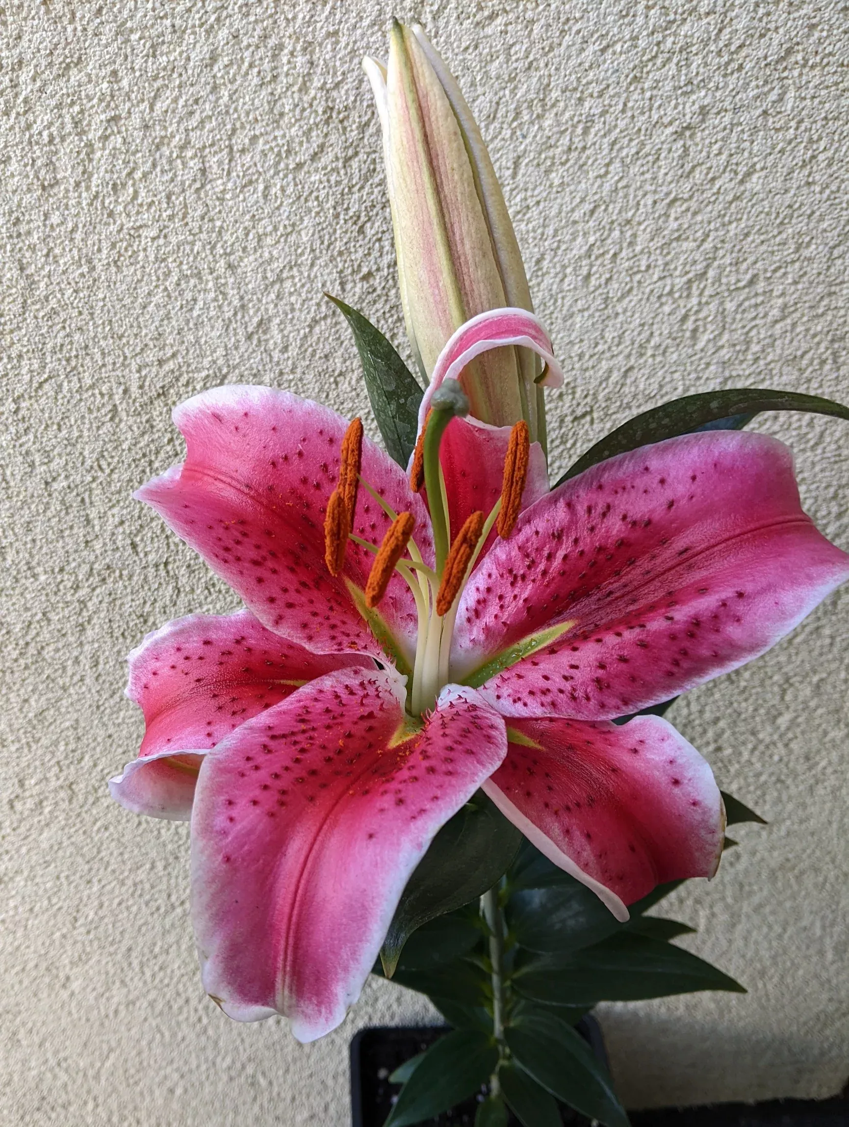 lilium-orientalis-stargazer-lily Lilium orientalis Stargazer Lily