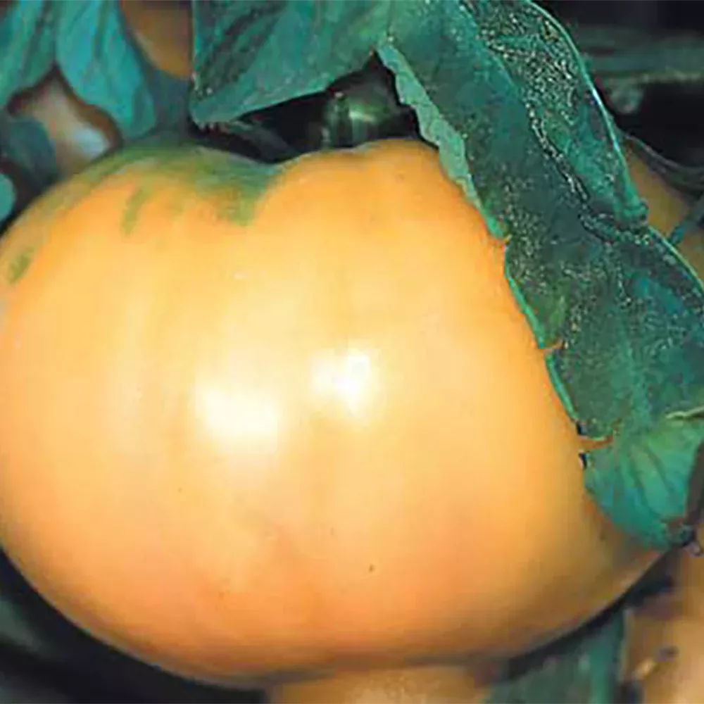 lillian-s-yellow-heirloom-tomato Lillian's Yellow Heirloom Tomato