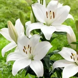 lily-gwen Lily (Gwen)