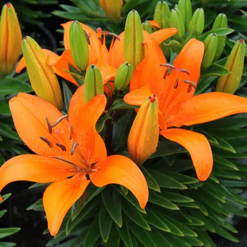 lily-matrix-orange Lily (Matrix Orange)