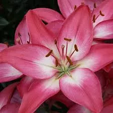Lily Tiny Diamond