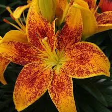 Lily: 'Tiny Parrot' -5.5"