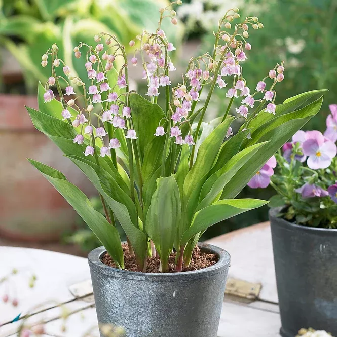 lily-valley-pink Lily Of The Valley - Pink