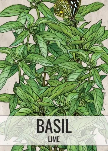 Lime Basil Seeds For Planting (Ocimum x citriodorum)