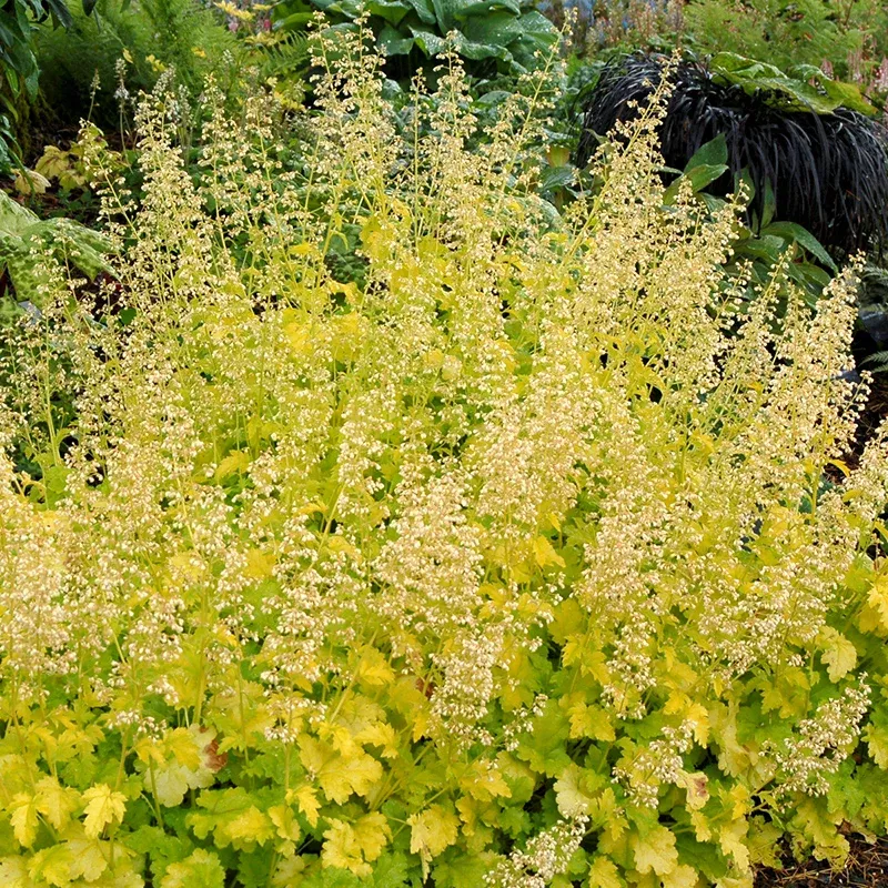 lime-rickey-coral-bells Lime Rickey Coral Bells