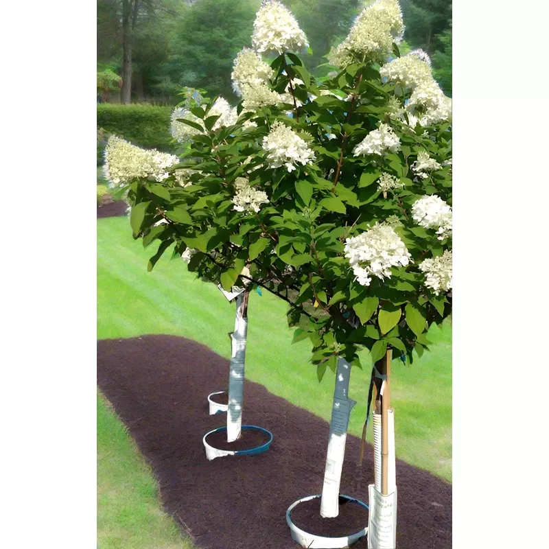 Limelight Hydrangea Tree Form