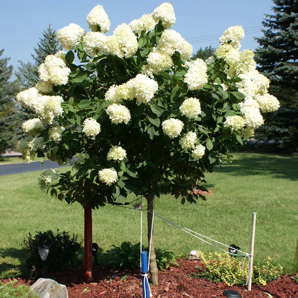 limelight-hydrangea-tree Limelight Hydrangea Tree
