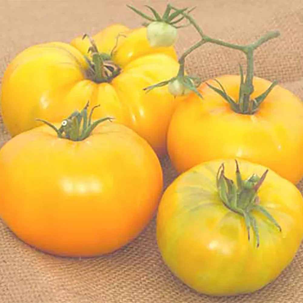 limmony-tomato Limmony Tomato