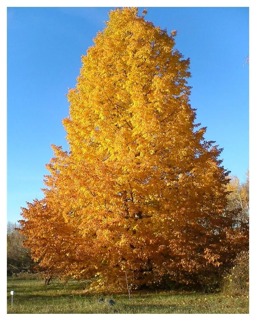 linden-dropmore-7gal-bl Linden: 'Dropmore' - 7Gal (Bl)