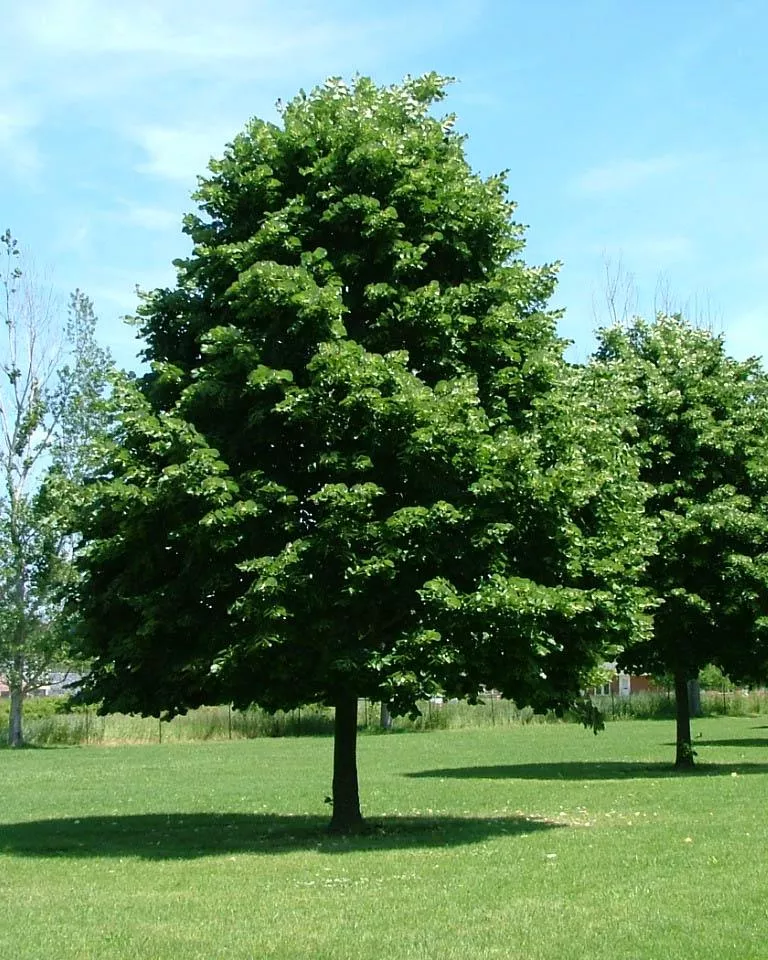 Linden: 'Greenspire Littleleaf' -1.5" cal 10Gal (Jf)