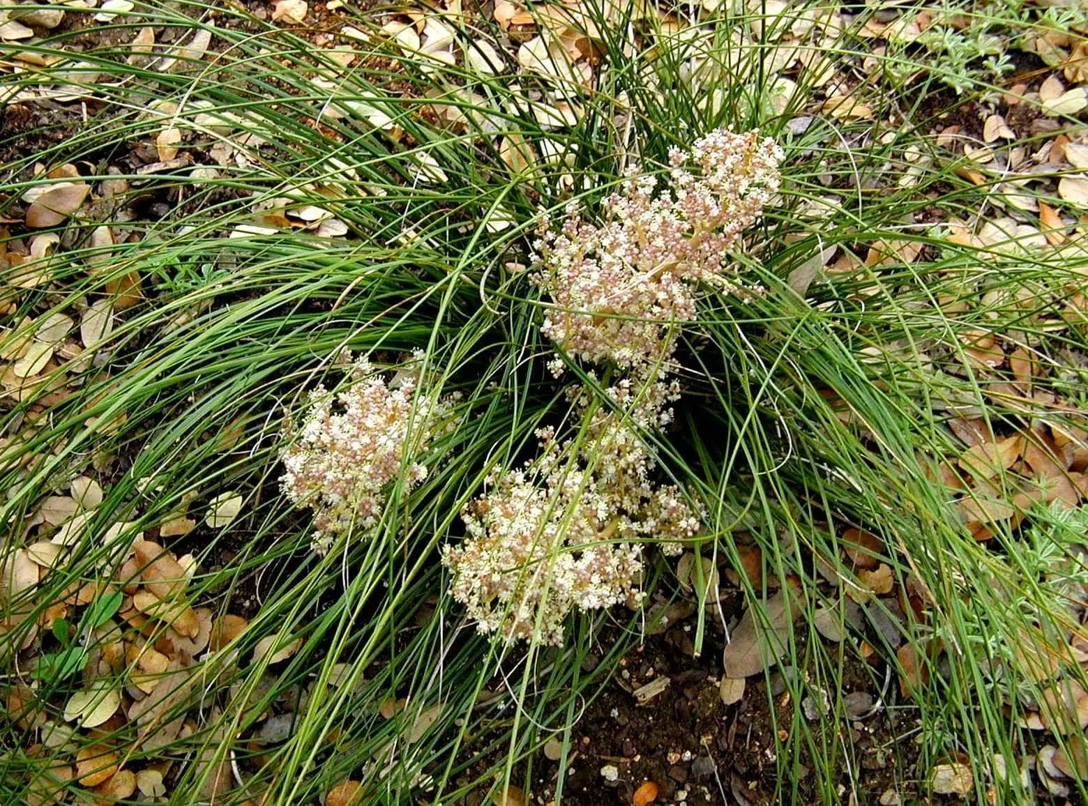 Lindheimer's Nolina