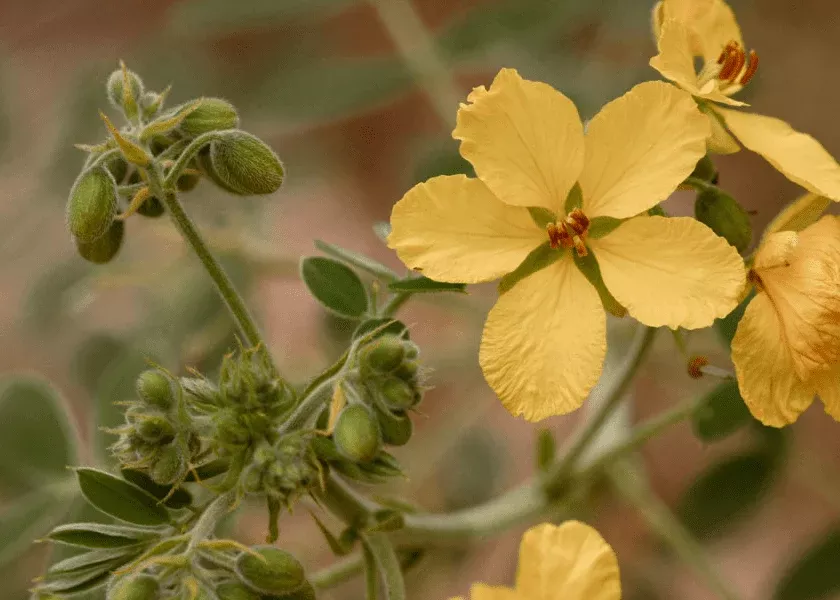 lindheimer-s-senna Lindheimer's Senna