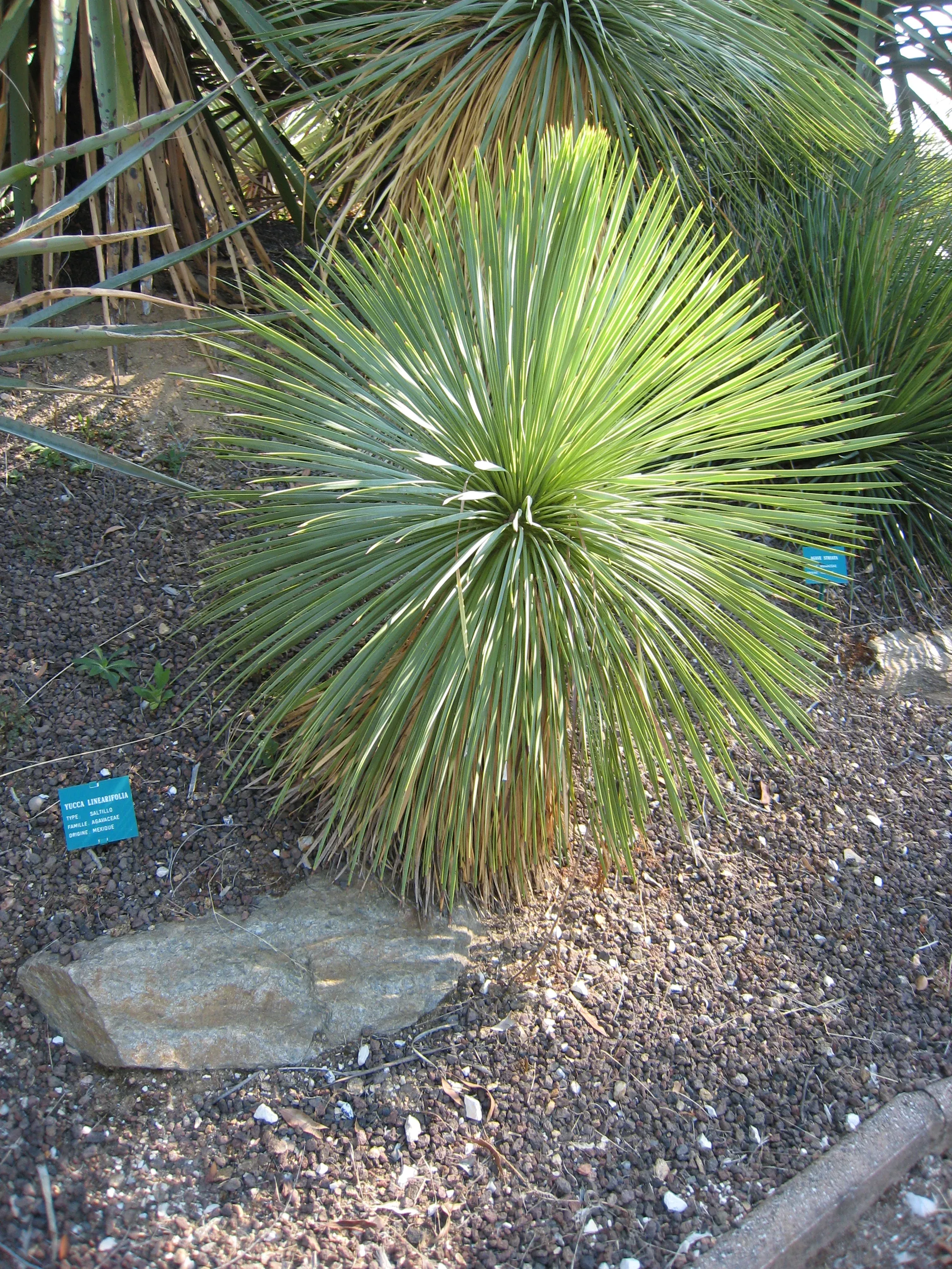 linear-leaf-yucca Linear Leaf Yucca