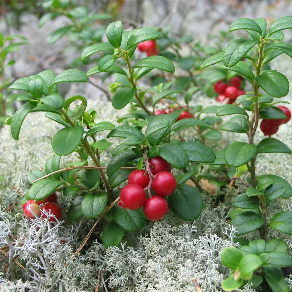 lingonberry Lingonberry