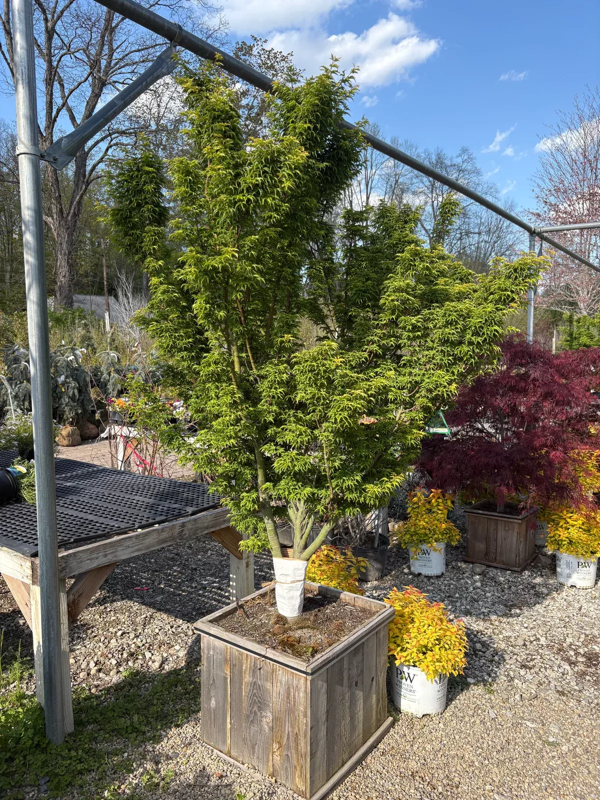 lion-s-head-japanese-maple Lion's Head Japanese Maple