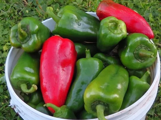 Lipstick Sweet Pepper