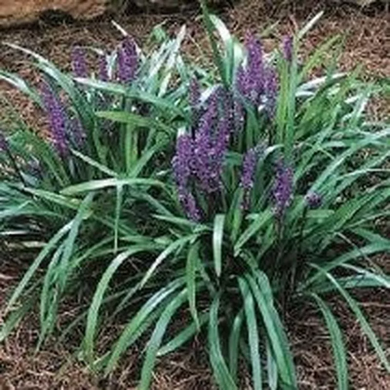 liriope-big-blue Liriope 'Big Blue'