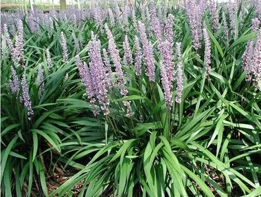 Liriope m. 'Classic Blue' (3.5 inch pot)