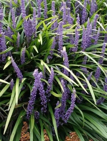 liriope-m-ingwersen-3-5-inch-pot Liriope m. 'Ingwersen' (3.5 inch pot)