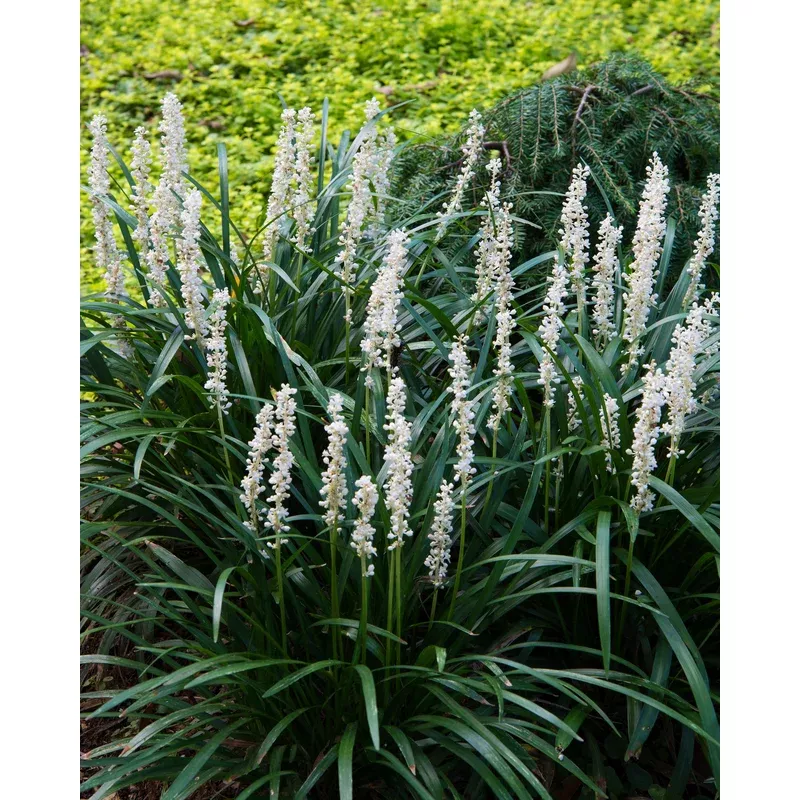 liriope-monroe-white Liriope 'Monroe White'