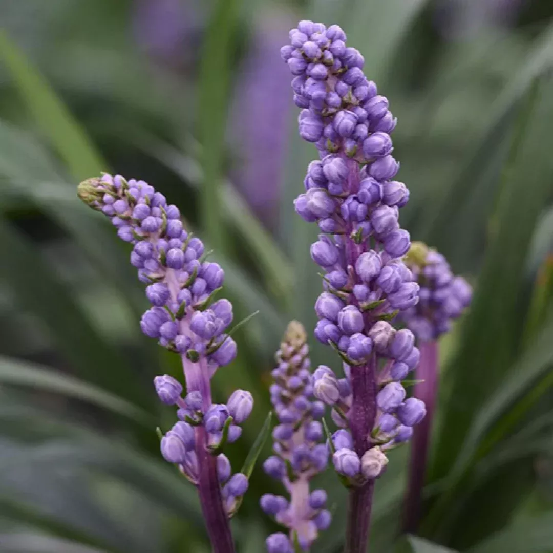 liriope-royal-purple Liriope 'Royal Purple'